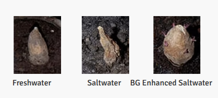 Eksperyment z batatami: Freshwater, Saltwater, BG Enhanced Saltwater